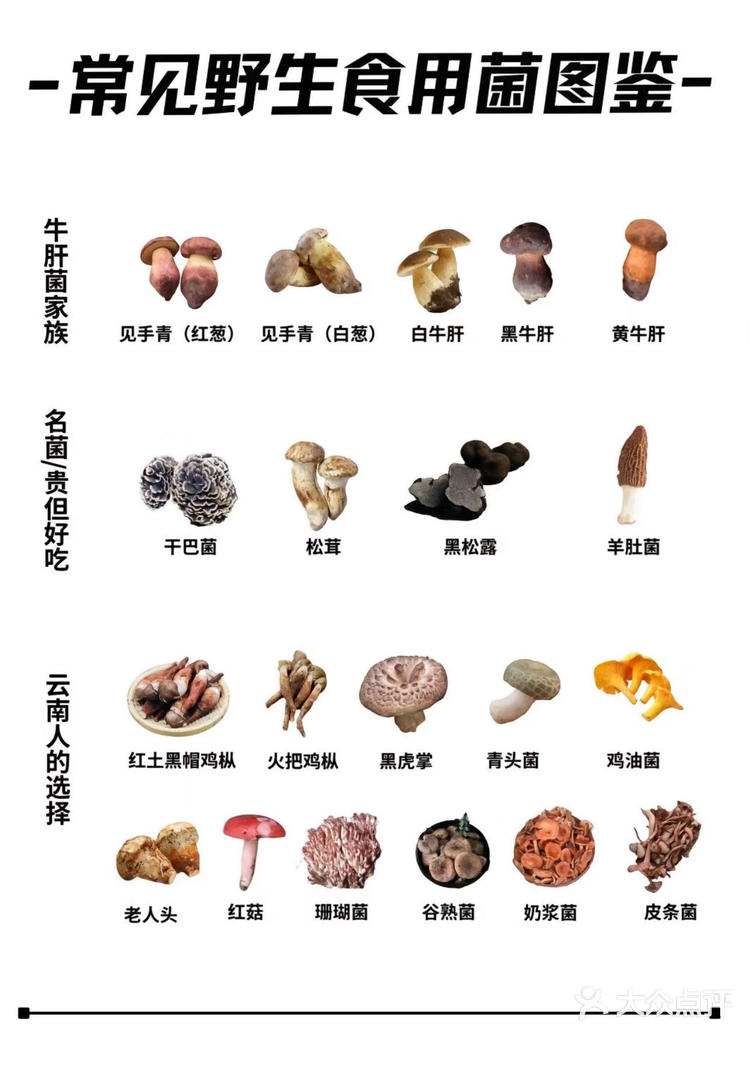 关于云南野生菌子 你了解多少?