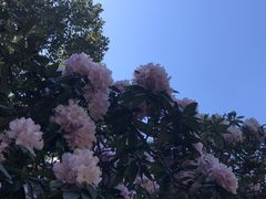 -墨尔本皇家植物园