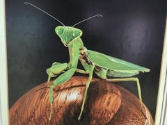 -上海昆虫博物馆