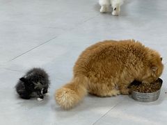 -Heymao猫咖.咖啡厅(东门店)