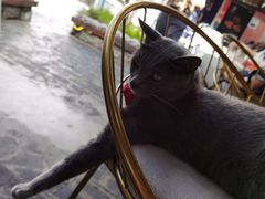 -喵屿·大理花园猫咖