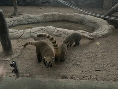 -深圳野生动物园