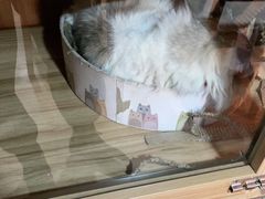 -白兔子密室(长寿路店)