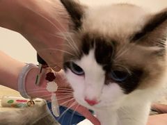 -安安宠医·安宠宠物医院