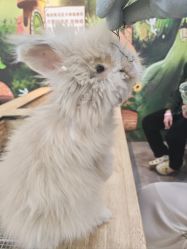 -神奇动物撸宠馆·羊驼·小浣熊·异宠(豫园店)