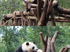 -成都大熊猫繁育研究基地