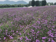 -北京东方普罗旺斯薰衣草庄园