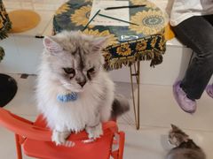 -平行世界·猫咖(首经贸店)