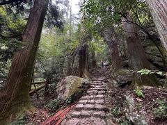 -天目山大树王景区