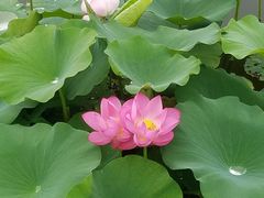 -大兴滨河森林公园