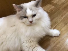 -滚猫咖啡·猫咖·猫友好撸猫(未来城店)