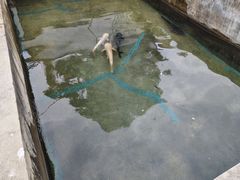 -特种渔场