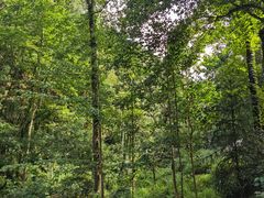 -素山寺森林公园