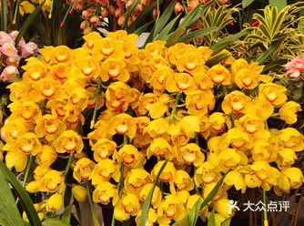 郁金香35元一把6支｜情人节必须安排～