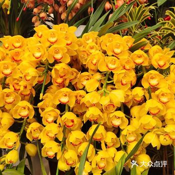 郁金香35元一把6支｜情人节必须安排～