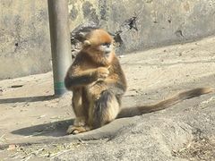 -大连森林动物园