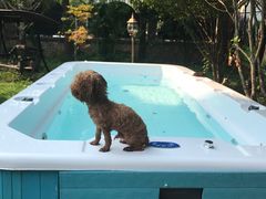 -翊宠yipet猫狗购宠庄园犬舍•猫舍