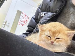 -瑞派宠物医院·24小时骨科·心脏·核磁(哈尔滨南岗店)