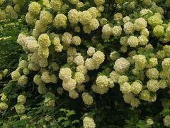 -国家植物园