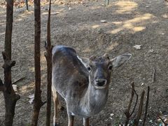 -合肥野生动物园