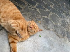 -喵屿·大理花园猫咖