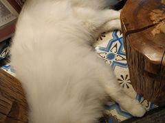 -more than meow吴止猫主题餐厅(承德 中船汇店)