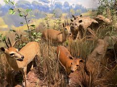 -陕西自然博物馆