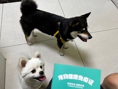 -乖乖宠物医院·猫科·急重症中心(车站北路分院)