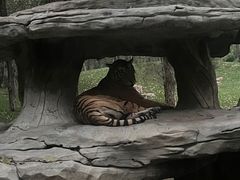 -北京野生动物园