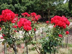 -上海鲜花港