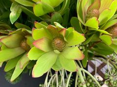 -上海鲜花港