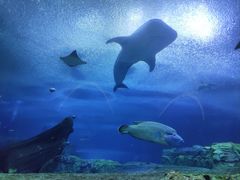 -珠海长隆海洋王国