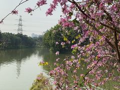 -海珠湖公园