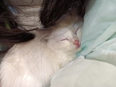 -楼上猫咖(罗湖店)