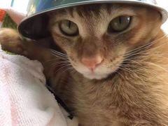 -瑞鹏宠物医院·骨科·猫科·内科(第一中心)