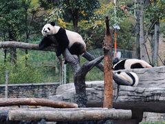 -卧龙中华大熊猫苑神树坪基地