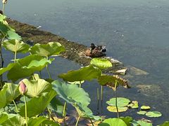 -莲花池公园