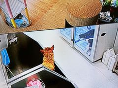 -鼎级派宠物(中南店)