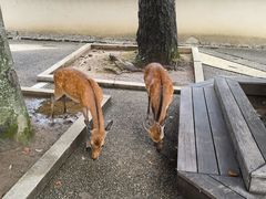 -奈良公园