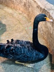 -Zoolung Zoolung动物主题公园(海信广场店)