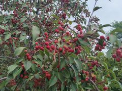 -永定河休闲森林公园