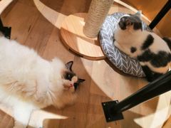 -CAT’S MEWSTAR CAFE·喵星球猫屋(晴湾咖啡店)