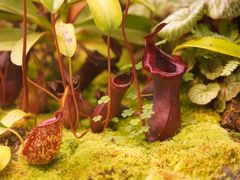 -中国科学院西双版纳热带植物园