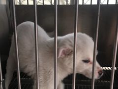 -北京观赏动物医院·24小时大型综合·猫专科·异宠专科
