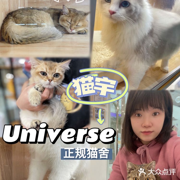 Universe猫宇 | 天河靠谱猫舍‼️