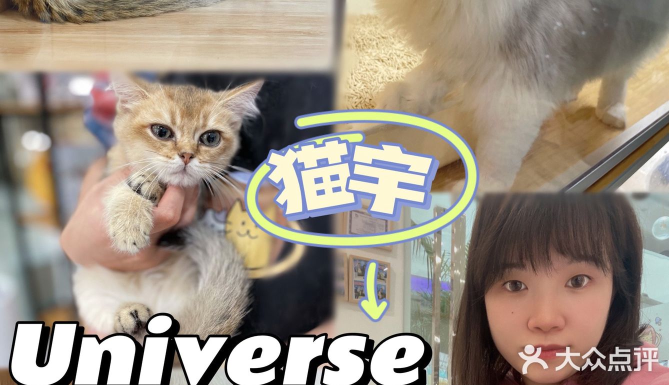 Universe猫宇 | 天河靠谱猫舍‼️