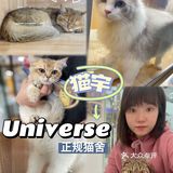Universe猫宇 | 天河靠谱猫舍‼️