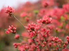 -瑞安圣井山景区