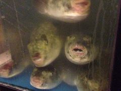 -天正河鲀·河豚亭(大连店)