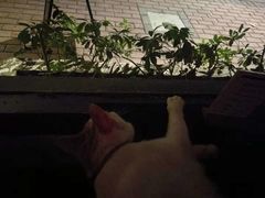 -江湖边·小生活